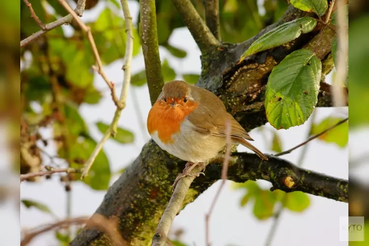 Help de vogels de winter door!