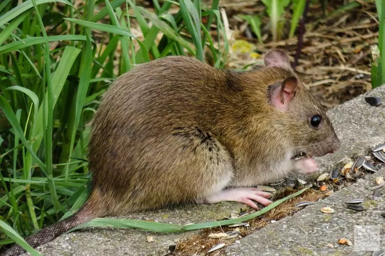 Boeren waarschuwen voor rattenplaag: "Ze komen &#39;s nachts en eten maiszaadjes op"